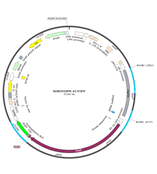 lentiCRISPR-V2-EGFP (puro替换为EGFP )HH-CAS-034